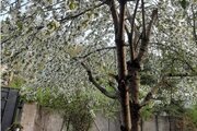 واحد دوخواب در طبقه همکف ویلا جنگلی دنج در کلاردشت