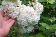 کلبه دوبلکس ماه سو در ماسال