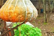 ویلای گیل آوا در رشت