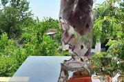 واحد در طبقه دوم مسیحا رضوانشهر