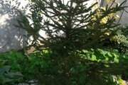 واحد طبقه همکف ویلا در آستارا