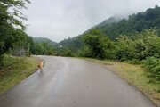 خانه ویلایی دو خواب در روستای بالابراگور