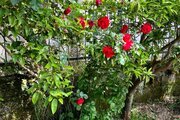 خانه ویلایی دو خواب مبله در متل قو