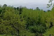 کلبه مبله تکخواب جنگلی ویشار در سوادکوه