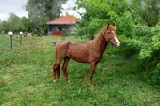 ویلا مبله دوخواب آفتاب گیلان در سیاهکل