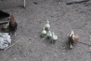 ویلا مبله جنگلی دو خواب شالماکوه در ماسال