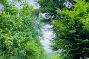 کلبه سوئیسی دوبلکس دوخواب در سوادکوه