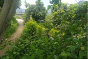 ویلا جنگلی دو خواب شمشاد در اربه کله
