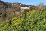 ویلای جنگلی انارستان مازندران رستمکلا