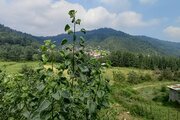 ویلا مبله دوخواب عابدی در شیرگاه