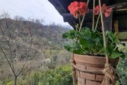 کلبه جنگلی یک خوابه بیژن در کتالم و سادات شهر