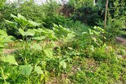خانه ویلایی دو خواب مبله در ماسال
