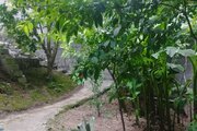 واحد تکخواب جنگلی در طبقه همکف ویلا پلنگ دره شیرگاه