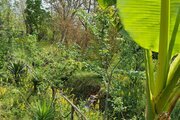کلبه چوبی دوخواب دادرس در ماسال