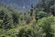 ویلا جنگلی دوخواب مبله در شفت