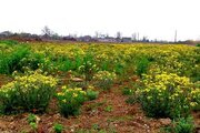 ویلا سه خواب یاس کبود در فومن