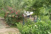 کلبه جنگلی تکخواب ماهان در ماسال
