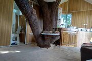 کلبه درختی 20 متری در نور