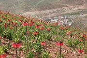 واحد مبله لَچَک2 در چهارمحال بختیاری
