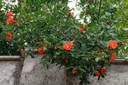 ویلا مبله دوخواب خانه دنج هانی در رشت
