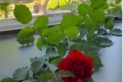 ویلا 2 خواب ملک ده در زیباکنار