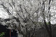 واحد در طبقه همکف ویلای مروارید محمودآباد