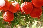 آپارتمان مبله تک خواب کارزان در پاوه