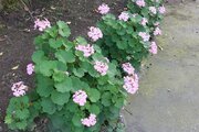 خانه ویلایی تکخواب مبله کلبه سبز 2 در بندرانزلی
