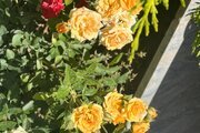 ویلا استخردار مبله دوخواب ارغوان در چهارباغ