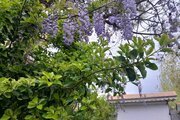 کلبه سوئیسی دوبلکس مبله دوخواب سیروس در ماسال