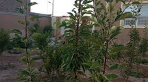 خانه باغ نوساز در کاشان