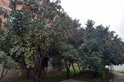 خانه باغ در شیرگاه مازندران