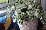 واحد در طبقه دوم در سوادکوه(جوارم)