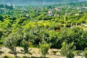 کلبه سوئیسی دوبلکس تک خواب  جکوزی دار شووا 1 در شیرگاه