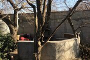 ویلا باغ مبله دوخواب گردو در شهریار