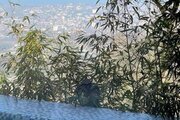 کلبه دوبلکس استخردار دو خواب آسمان آبی در رامسر