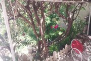 خانه ویلایی استخردار نیلوفر در سهیلیه