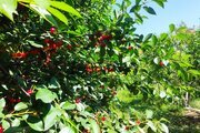 ویلا دو خواب ایلیا در اردبیل