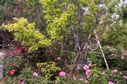 ویلا باغ تکخواب چشم آسمان در اصفهان