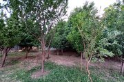 آپارتمان تکخواب در کوهرنگ