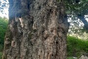 کلبه ییلاقی 27 متری تک خواب در ماسال