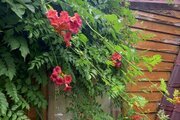 کلبه ی چوبی جنگلی محیا در لاهیجان