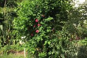 خانه ویلایی دو خواب مبله در ایزدشهر