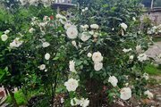 واحد دوخواب در طبقه اول ویلای ماسال