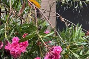 آپارتمان مبله دوخواب 2 در اصفهان