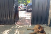ویلا باغ مبله تمیز در جابان
