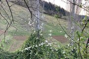 ویلا مبله تک خواب قرقاول در علی آباد