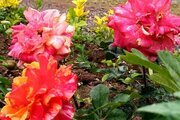 واحد دو خواب افرا در طبقه اول ویلای لیسار
