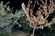ویلا دوخواب کوهستانی تاج محل در ساری