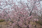 باغ ویلا دوخواب در ساوجبلاغ